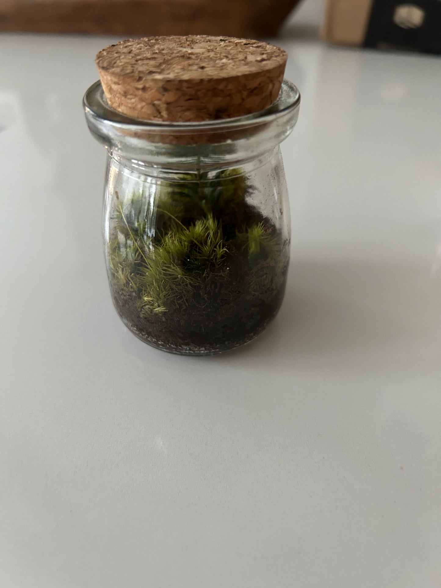 Micro Terrarium Kit