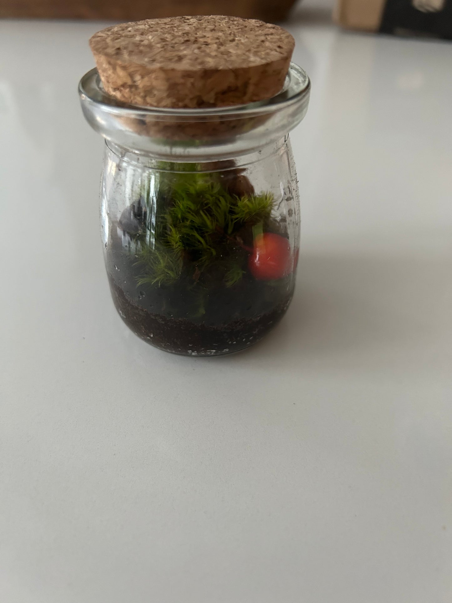 Micro Terrarium Kit