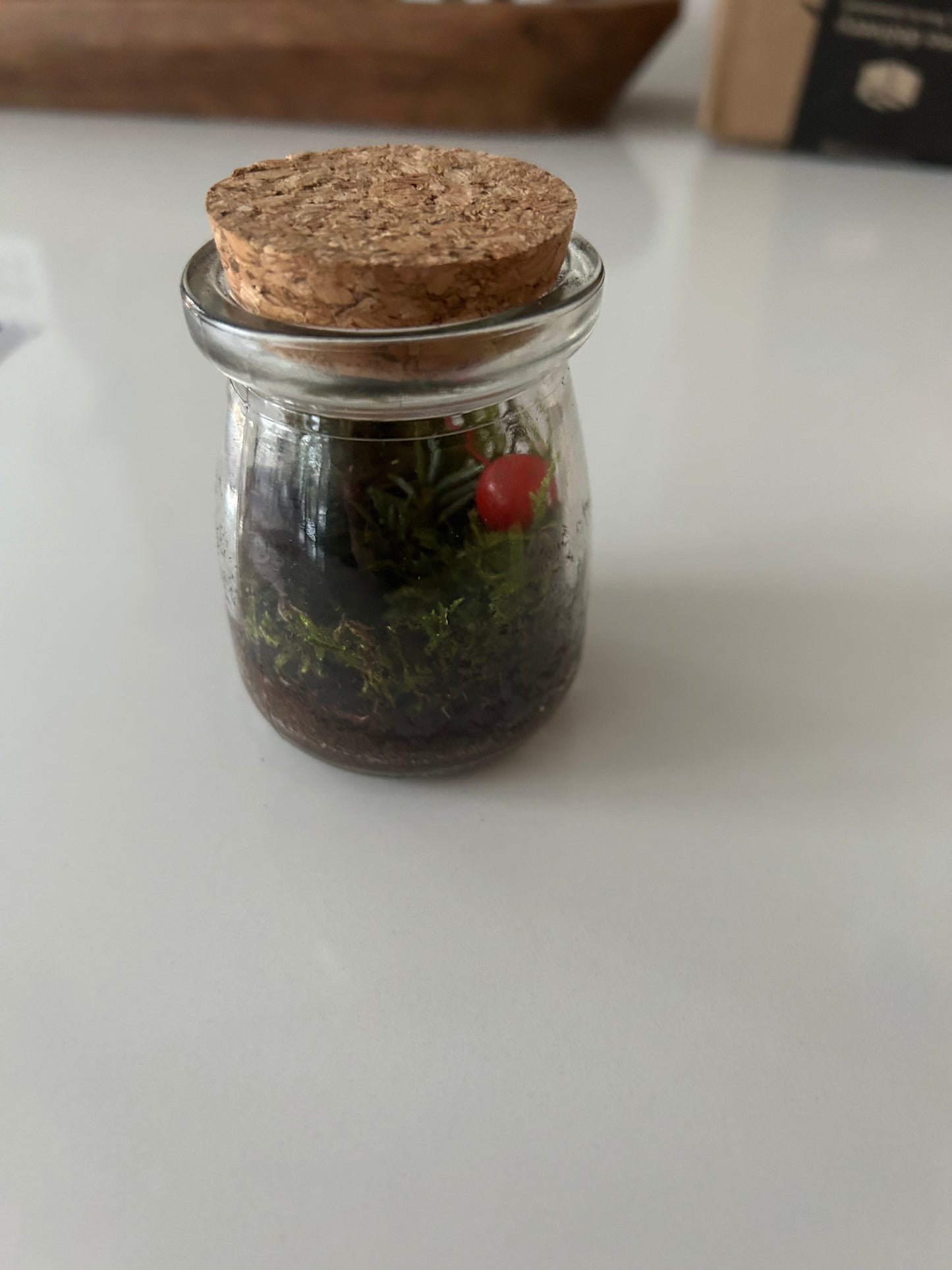 Micro Terrarium Kit