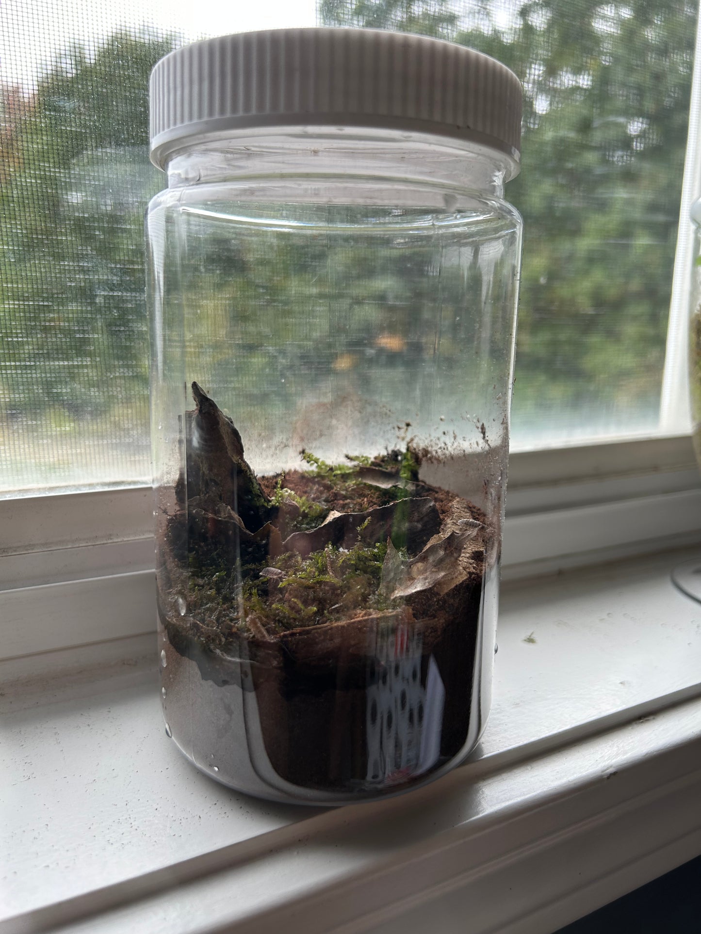 DIY Terrarium Kit In A Jar