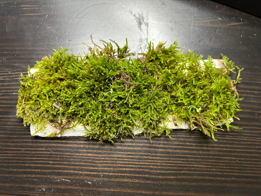 Moss Patches